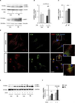 The Polyphenol Pterostilbene Ameliorates the Myopathic Phenotype of Collagen VI Deficient Mice via Autophagy Induction